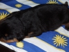 welpen7